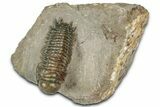 Detailed Crotalocephalina Trilobite - Exposed Hypostome #331020-3